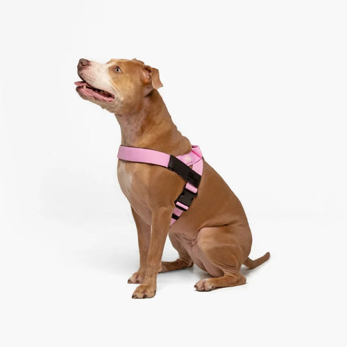 Dog Harness