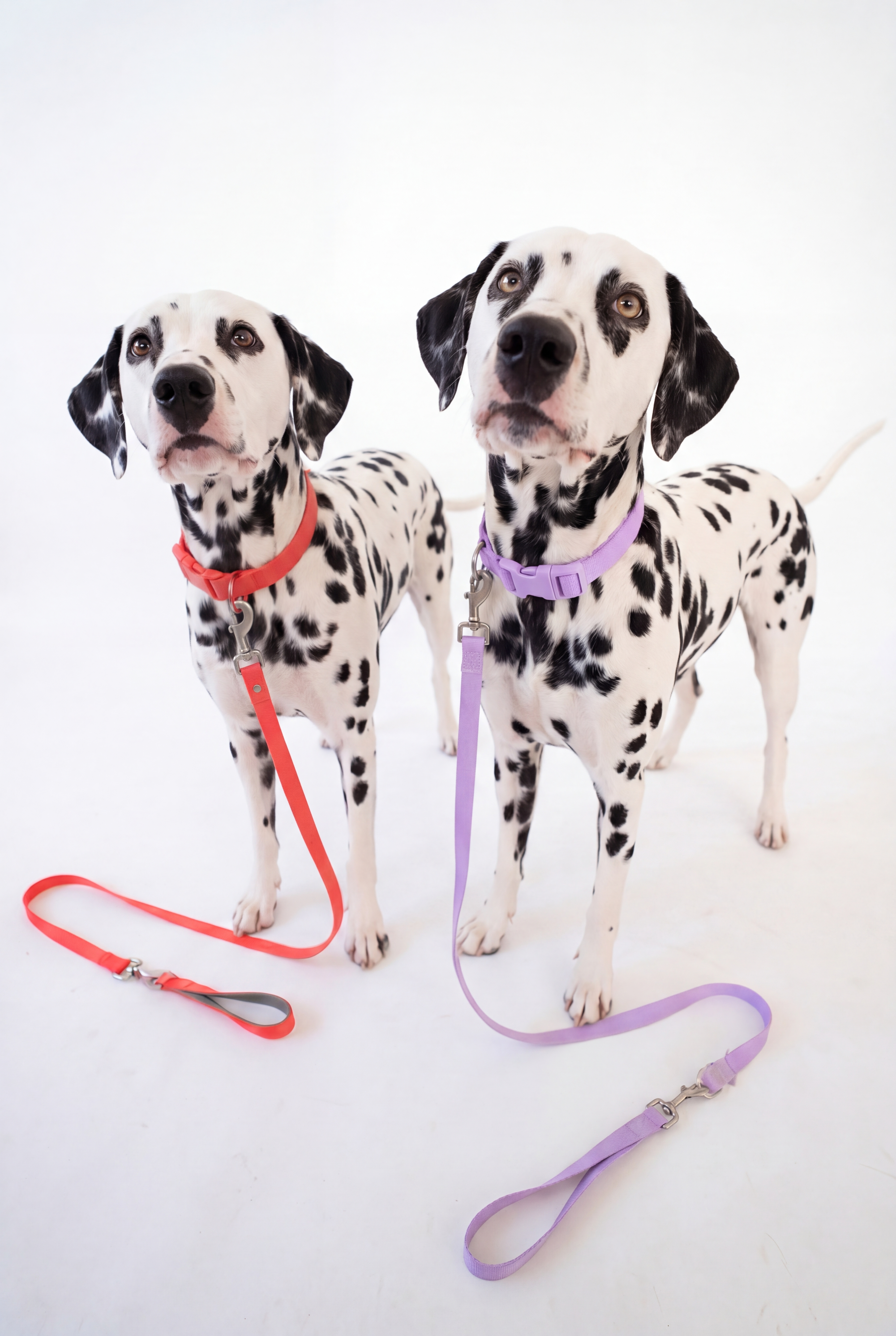Dog Leash