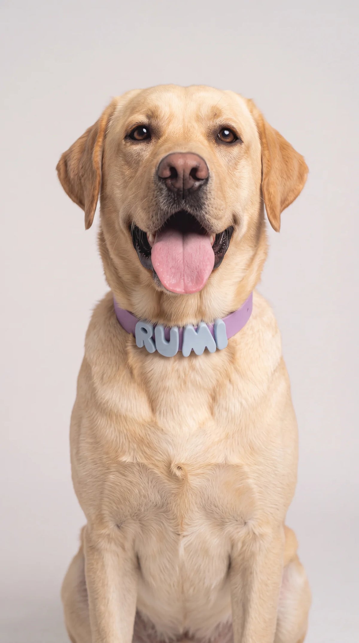 Personalised Dog Collar – Metal Buckle