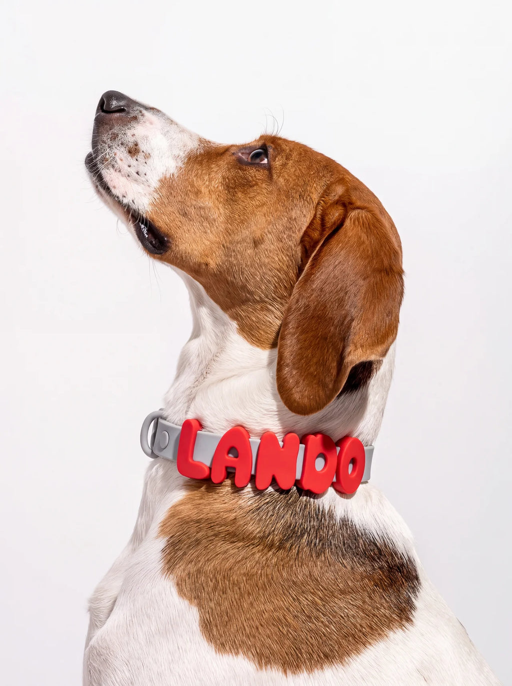 Waterproof Personalised Dog Collar – Plastic Buckle